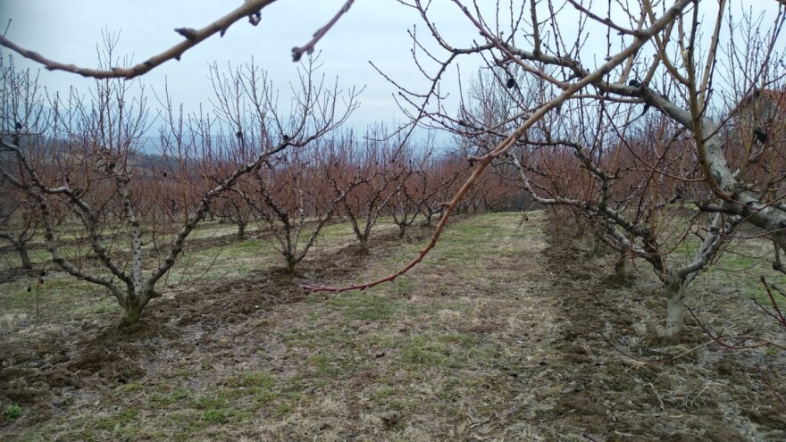 Od četvrtka ponovo toplo, obratite pažnju na glodare u voćnjaku
