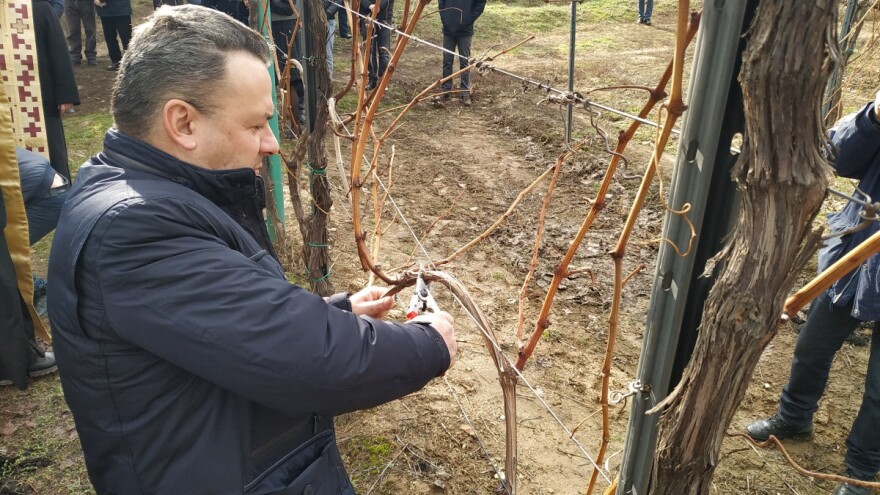 Dragoslav Ivanišević: Loza u dobroj kondiciji pred novu sezonu