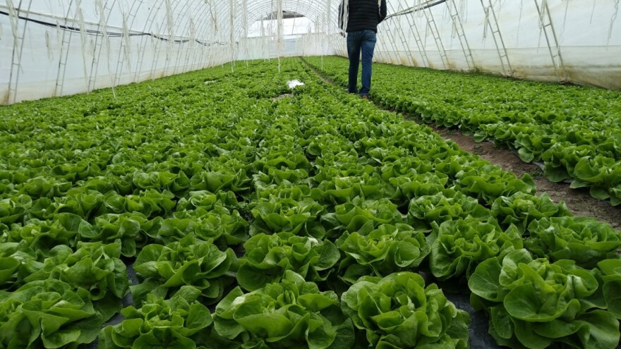 Dodjela 25 plastenika, sa pratećom opremom i sadnim materijalom