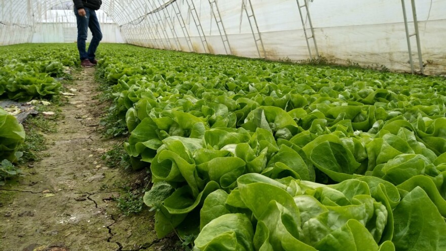 Kako sprečiti pojavu plamenjače ili sive plesni na zelenoj salati?