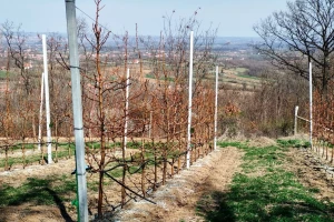 Za vikend pad temperature - kod kruške uočen mali i veliki potkornjak