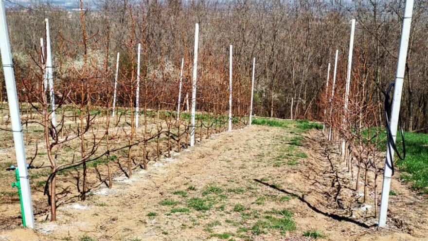 Rezidba kruške lakše se izvodi kada je podloga dunja