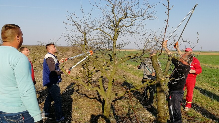 Zoran Radić: Stari zasad višnje može da rađa i do 30 godina