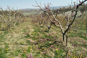 Potrebe voćnjaka jabuke i breskve za hranivima