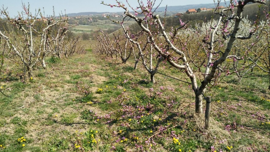 Potrebe voćnjaka jabuke i breskve za hranivima