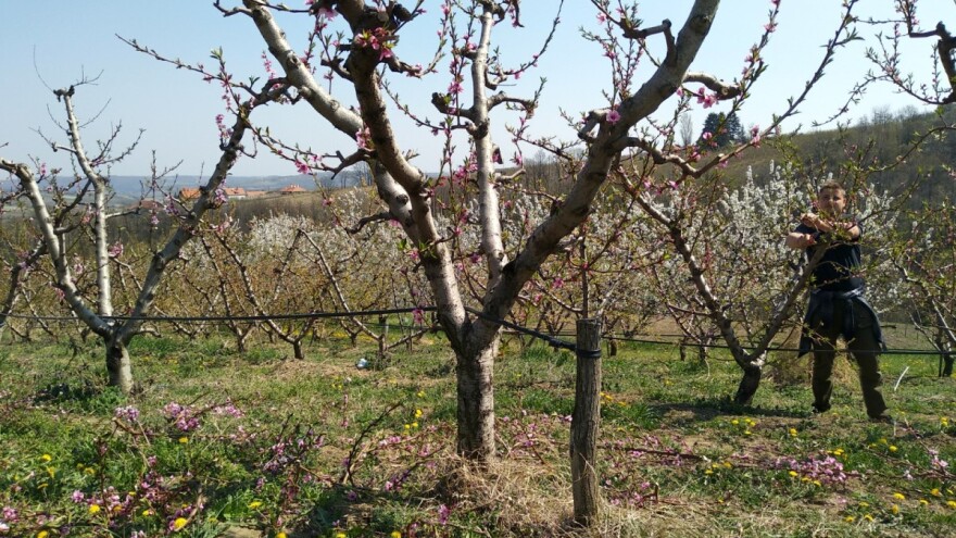 Voćarima, povrtarima i stočarima potrebna dozvola za kretanje
