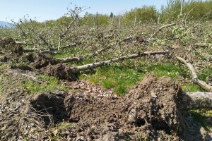 U posljednje dvije godine iskrčili voćnjaka koliko u prethodnih 20, najviše jabuke