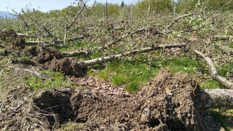 U posljednje dvije godine iskrčili voćnjaka koliko u prethodnih 20, najviše jabuke