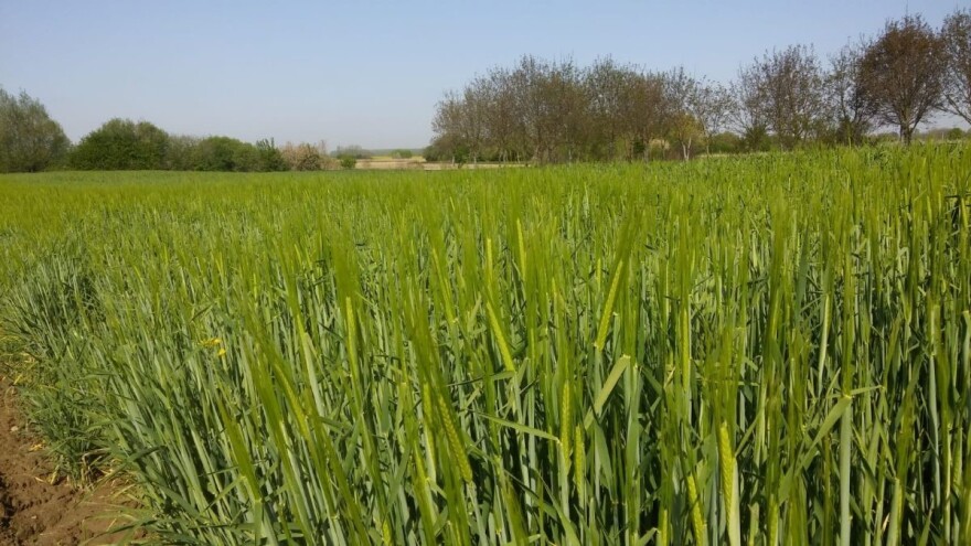 Kišno pa sunčano - usjevi će se dobro opskrbiti vlagom