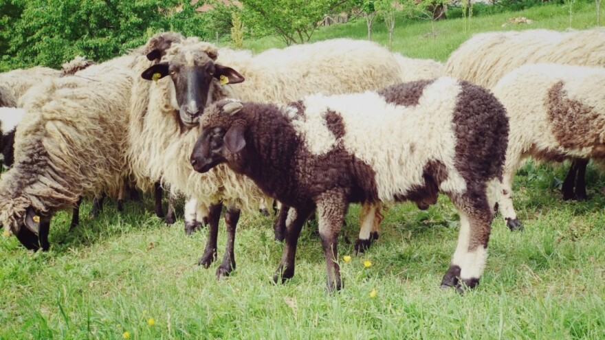 Ovčije mlijeko zdravije, ali ipak slabo zastupljeno u ljudskoj ishrani