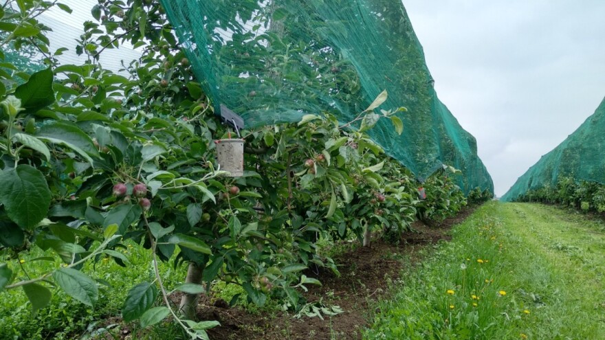 Užice: Za mašine, stoku i opremu u voćarstvu - 32 miliona dinara