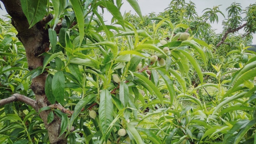 Breskve i nektarine su podložne napadima štetočina, tretirajte zasade