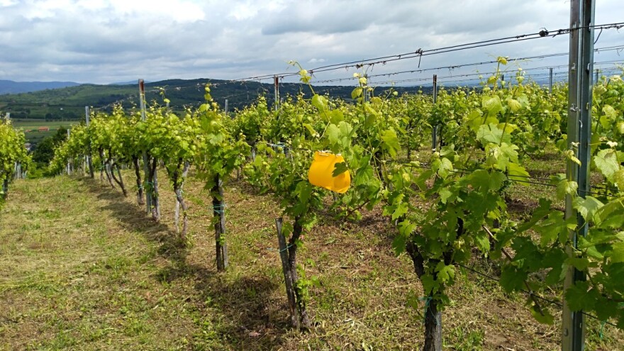 Feromonskim zamkama pratite pojavu pepeljastog grozdovog moljca