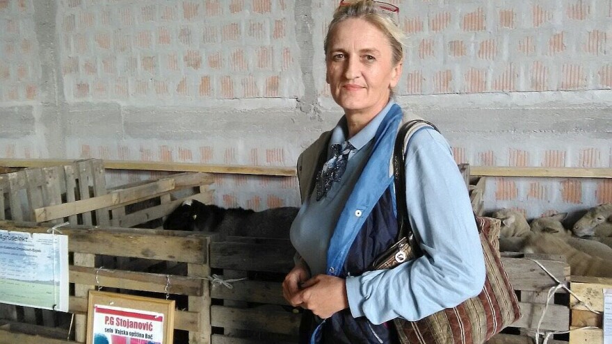 Dragana Ćosić: Uzgoj romanovske ovce ima sigurnu perspektivu