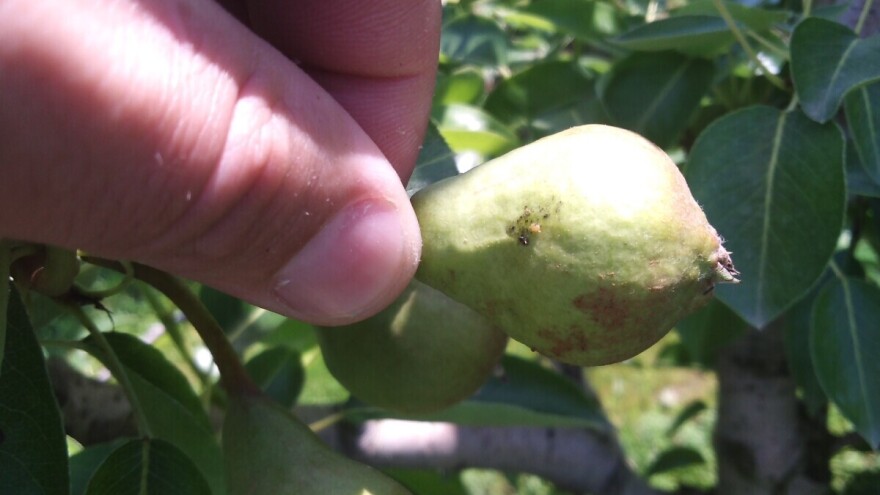 Krenula i kruškina buha? Kako je spriječiti?