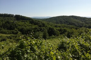 Stanje svjetskih šuma: U posljednjih 30 godina izgubljeno 178 milijuna hektara