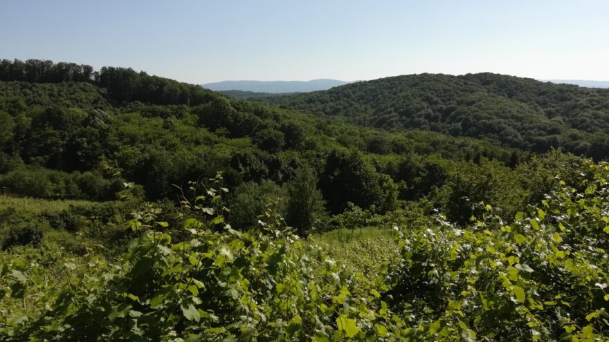 Stanje svjetskih šuma: U posljednjih 30 godina izgubljeno 178 milijuna hektara