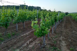 Kako održavati zemljište u vinogradu?