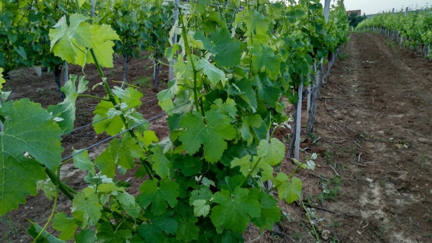 Crna pegavost vinove loze može smanjiti prinos i do 30 odsto