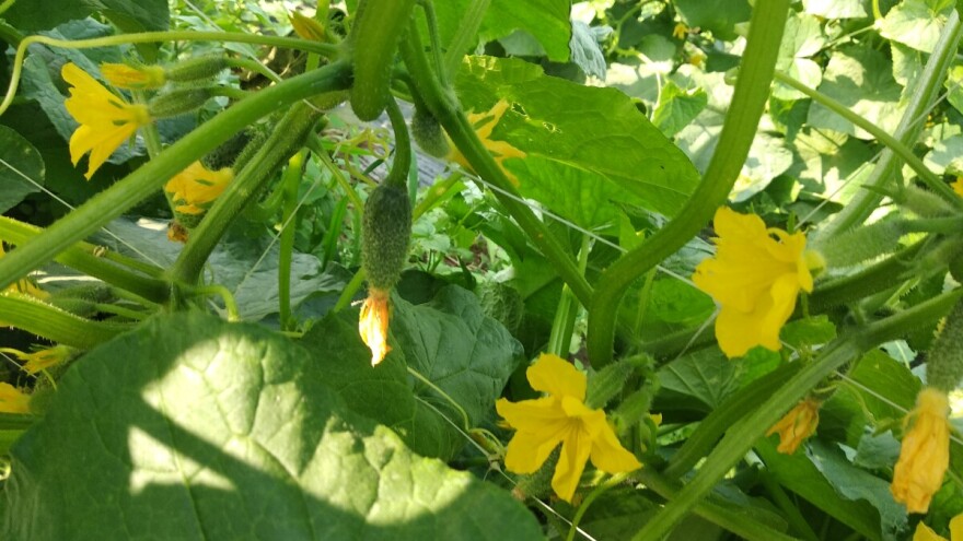 Je li otkupna cijena od 1.55 KM/kg dovoljna da vrati kornišone na njive?