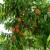 Koja je rentabilnost gajenja pojedinih voćnih vrsta?