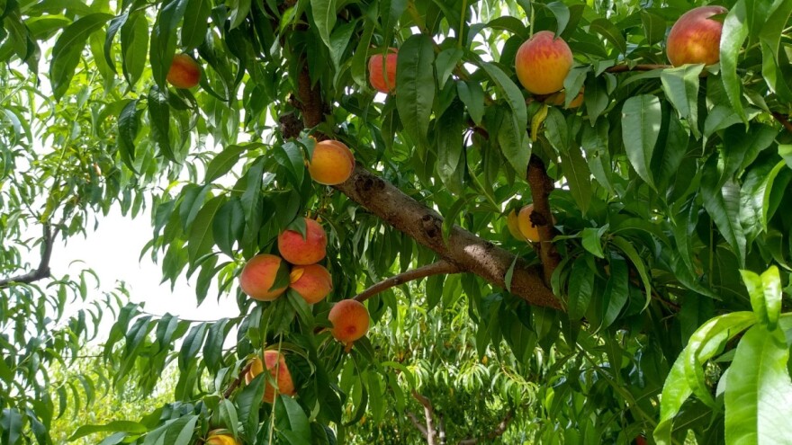 Koja je rentabilnost gajenja pojedinih voćnih vrsta?