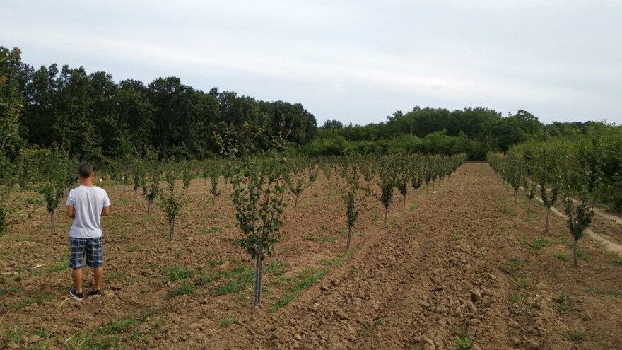 Šta je vanredno stanje promenilo ili poremetilo u poljoprivredi?