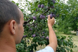 Na raspolaganju krediti od šest do 18 miliona dinara