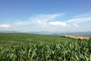 Hoće li biti dovoljno silaže - ovisi o vremenskim prilikama