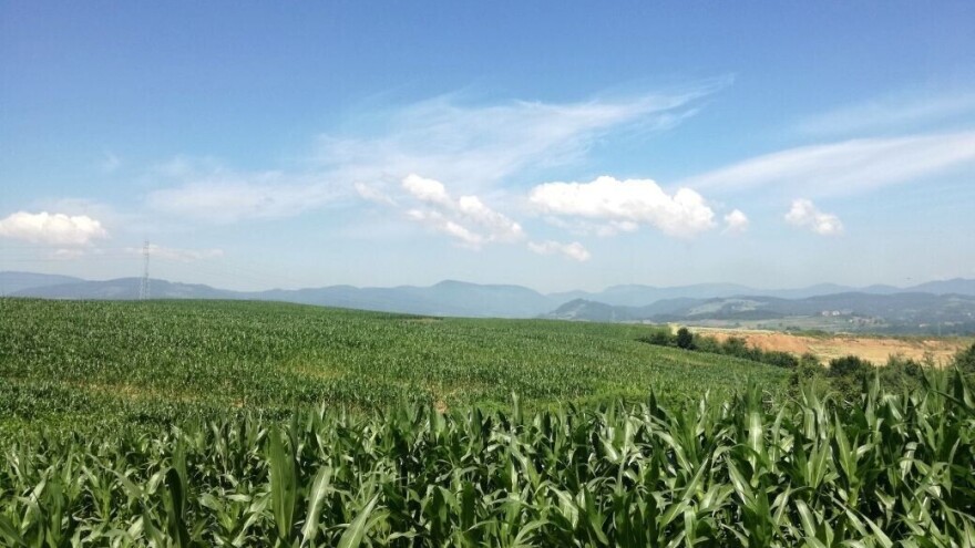 Hoće li biti dovoljno silaže - ovisi o vremenskim prilikama