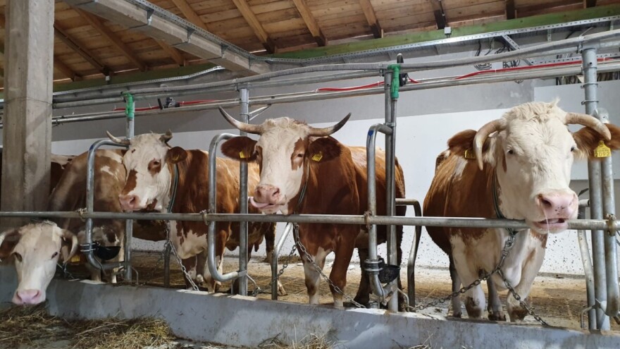 Konji, farma krava i sirana - recept za borbu protiv poražavajuće demografske slike