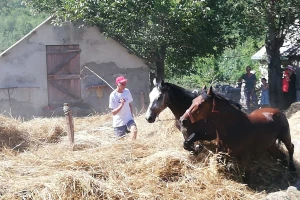 Vršidba žita u Zagvozdu - na gumnu, uz pomoć konja