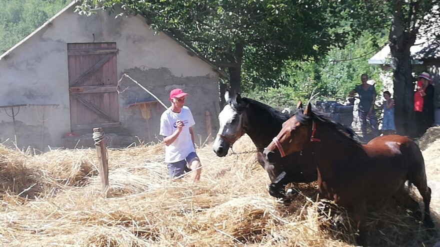 Vršidba žita u Zagvozdu - na gumnu, uz pomoć konja