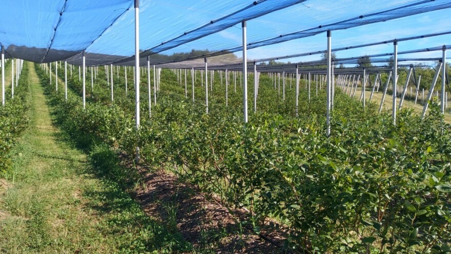 Korektivnom rezidbom borovnice obezbijedite bolje prinose