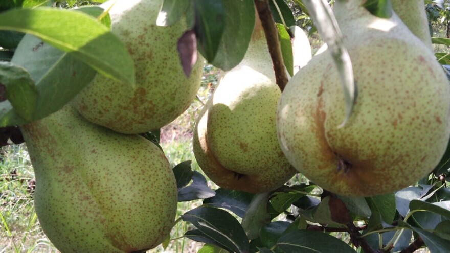 Abate Fetel - nepravedno zapostavljena sorta kruške