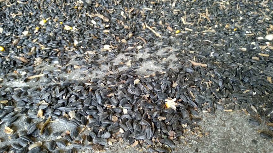 Otpad od prerade suncokreta i biljni šećeri budućnost u pravljenju bioplastike?