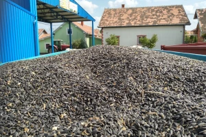 Sa ovogodišnjom cenom suncokreta, ratari ni "na nuli"