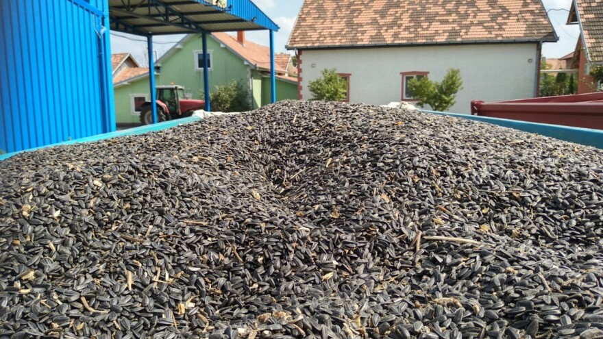 Sa ovogodišnjom cenom suncokreta, ratari ni "na nuli"