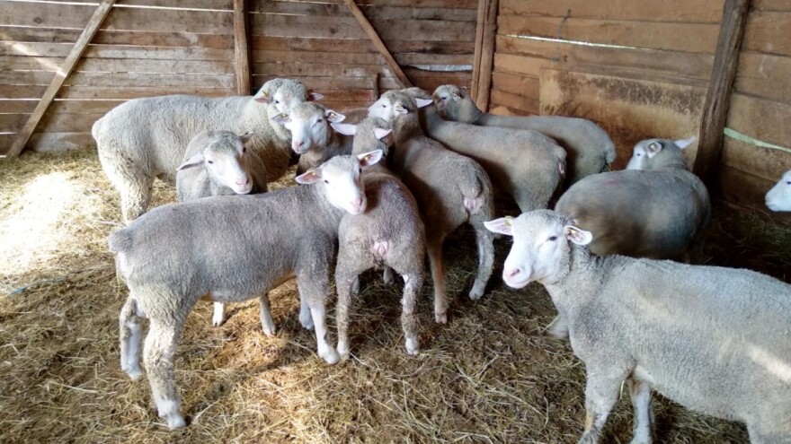 Cena prasadi prati cenu jagnjadi