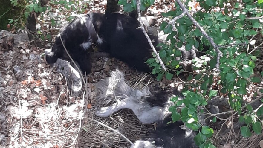 Usred bijela dana nepoznati počinitelj uz lokalnu prometnicu odbacio dva zaklana psa