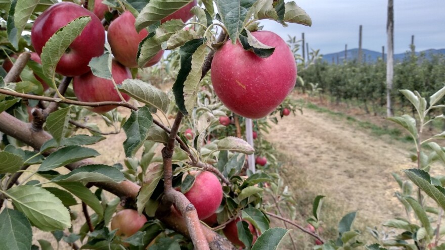 Rod jabuke u Srbiji veći u odnosu na prošlu godinu - problem je izvoz