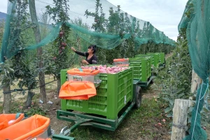 Manji rod jabuka u Srbiji - čeka se bolja cena, ali ne i izvoz na rusko tržište?