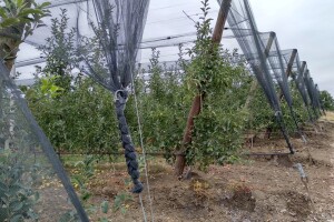 Kako zaštititi zasade od grada: Mrežom ili polisom?