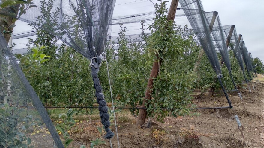 Kako zaštititi zasade od grada: Mrežom ili polisom?