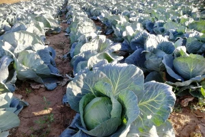 Počinje sezona kupusa: Cena do 25 dinara za kilogram