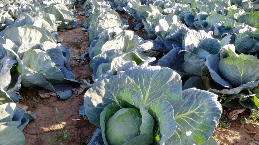 Počinje sezona kupusa: Cena do 25 dinara za kilogram