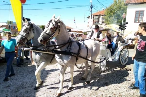 Šta je konj nekada značio čoveku, a šta danas konjske snage?