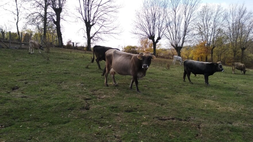 Najavljena novčana stimulacija za stočare koji uzgajaju gatačko goveče