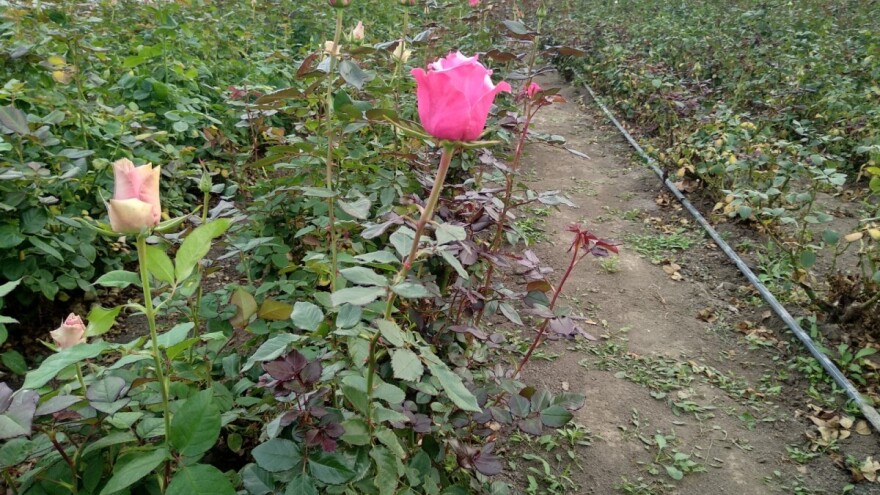 Sve što treba da znate o uzgoju ruža - pravilna sadnja i nega