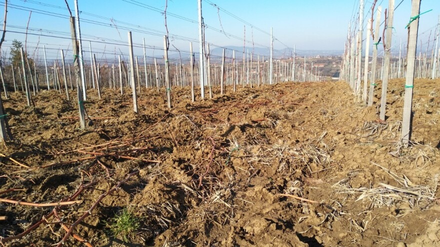 Šta treba znati prije sadnje vinove loze?